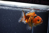 Yuan Bao Oranda  Calico 4 Inch (ID#1206To10b-81) Free2Day SHIPPING