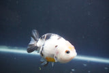 Milk Cow Ranchu  Calico 3.5 Inch (ID#1004R9a-64) Free2Day SHIPPING