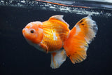 Thai Oranda  Red White 5 Inch (ID#1231To2b-56) Free2Day SHIPPING