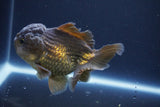 Short Body Thai Oranda  Bronze 4 Inch (ID#1008To14b-69) Free2Day SHIPPING