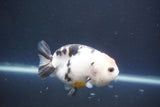 Milk Cow Ranchu  Calico 3.5 Inch (ID#1004R9a-64) Free2Day SHIPPING