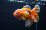 Thai Oranda  Red White 5 Inch (ID#1231To2b-56) Free2Day SHIPPING