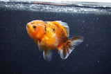 Yuan Bao Oranda  Calico 4 Inch (ID#1206To10b-81) Free2Day SHIPPING