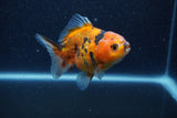 Yuan Bao Oranda  Calico 4 Inch (ID#1206To10b-81) Free2Day SHIPPING