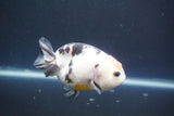 Milk Cow Ranchu  Calico 3.5 Inch (ID#1004R9a-64) Free2Day SHIPPING