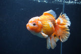 Thai Oranda  Red White 5 Inch (ID#1231To2b-56) Free2Day SHIPPING