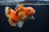 Thai Oranda  Red White 5 Inch (ID#1231To2b-56) Free2Day SHIPPING