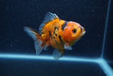 Yuan Bao Oranda  Calico 4 Inch (ID#1206To10b-81) Free2Day SHIPPING