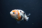 Milk Cow Ranchu  Calico 3.5 Inch (ID#1004R9a-64) Free2Day SHIPPING