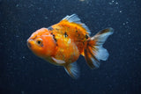 Yuan Bao Oranda  Calico 4 Inch (ID#1206To10b-81) Free2Day SHIPPING