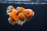 Thai Oranda  Red White 5 Inch (ID#1231To2b-56) Free2Day SHIPPING