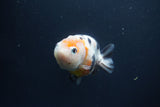 Milk Cow Ranchu  Calico 3.5 Inch (ID#1004R9a-64) Free2Day SHIPPING