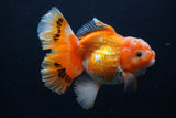 Thai Oranda  Red White 5 Inch (ID#1231To2b-56) Free2Day SHIPPING