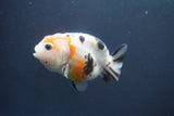 Milk Cow Ranchu  Calico 3.5 Inch (ID#1004R9a-64) Free2Day SHIPPING