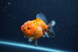 Yuan Bao Oranda  Calico 3.5 Inch (ID#1206To10b-82) Free2Day SHIPPING