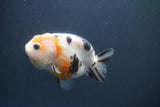 Milk Cow Ranchu  Calico 3.5 Inch (ID#1004R9a-64) Free2Day SHIPPING