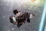 Black   Samurai Plakat Male Betta (ID#801-M123) Free2Day SHIPPING