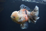 Thai Oranda  Calico 6 Inch (ID#1231To2b-57) Free2Day SHIPPING