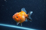 Yuan Bao Oranda  Calico 3.5 Inch (ID#1206To10b-82) Free2Day SHIPPING