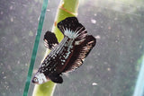 Black   Samurai Plakat Male Betta (ID#801-M123) Free2Day SHIPPING