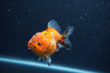 Yuan Bao Oranda  Calico 3.5 Inch (ID#1206To10b-82) Free2Day SHIPPING