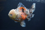 Thai Oranda  Calico 6 Inch (ID#1231To2b-57) Free2Day SHIPPING