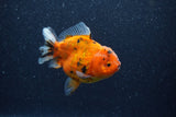 Yuan Bao Oranda  Calico 3.5 Inch (ID#1206To10b-82) Free2Day SHIPPING