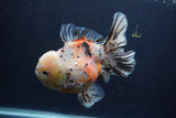 Thai Oranda  Calico 6 Inch (ID#1231To2b-57) Free2Day SHIPPING