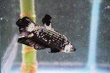 Black   Samurai Plakat Male Betta (ID#801-M123) Free2Day SHIPPING