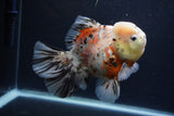 Thai Oranda  Calico 6 Inch (ID#1231To2b-57) Free2Day SHIPPING