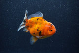 Yuan Bao Oranda  Calico 3.5 Inch (ID#1206To10b-82) Free2Day SHIPPING