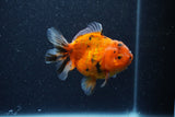 Yuan Bao Oranda  Calico 3.5 Inch (ID#1206To10b-82) Free2Day SHIPPING