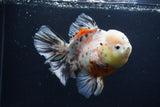 Thai Oranda  Calico 6 Inch (ID#1231To2b-57) Free2Day SHIPPING