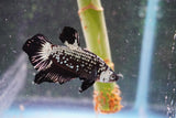 Black   Samurai Plakat Male Betta (ID#801-M123) Free2Day SHIPPING