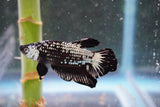 Black   Samurai Plakat Male Betta (ID#801-M123) Free2Day SHIPPING