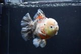 Thai Oranda  Calico 6 Inch (ID#1231To2b-57) Free2Day SHIPPING