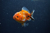 Yuan Bao Oranda  Calico 3.5 Inch (ID#1206To10b-82) Free2Day SHIPPING