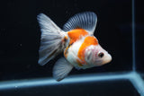 Ryukin  Calico 3.5 Inch (ID#1022Ry7a-6) Free2Day SHIPPING