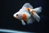 Ryukin  Calico 3.5 Inch (ID#1022Ry7a-6) Free2Day SHIPPING