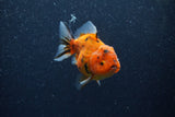 Yuan Bao Oranda  Calico 3.5 Inch (ID#1206To10b-82) Free2Day SHIPPING