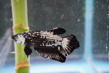 Black   Samurai Plakat Male Betta (ID#801-M123) Free2Day SHIPPING