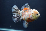 Thai Oranda  Calico 6 Inch (ID#1231To2b-57) Free2Day SHIPPING