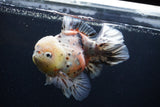 Thai Oranda  Calico 6 Inch (ID#1231To2b-57) Free2Day SHIPPING