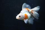 Ryukin  Calico 3.5 Inch (ID#1022Ry7a-6) Free2Day SHIPPING