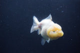 Yuan Bao Oranda  Sakura 4 Inch (ID#1231Yb10b-63) Free2Day SHIPPING