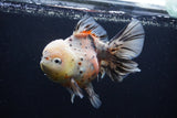 Thai Oranda  Calico 6 Inch (ID#1231To2b-57) Free2Day SHIPPING