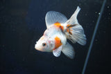 Ryukin  Calico 3.5 Inch (ID#1022Ry7a-6) Free2Day SHIPPING