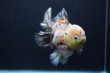 Thai Oranda  Calico 6 Inch (ID#1231To2b-57) Free2Day SHIPPING