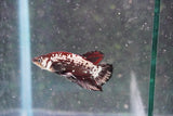 Black   Samurai Plakat Male Betta (ID#801-M124) Free2Day SHIPPING