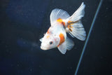 Ryukin  Calico 3.5 Inch (ID#1022Ry7a-6) Free2Day SHIPPING